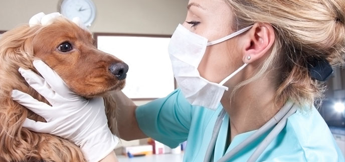 Szybciej,... - Vetlab Polskie Laboratoria Weterynaryjne | Facebook