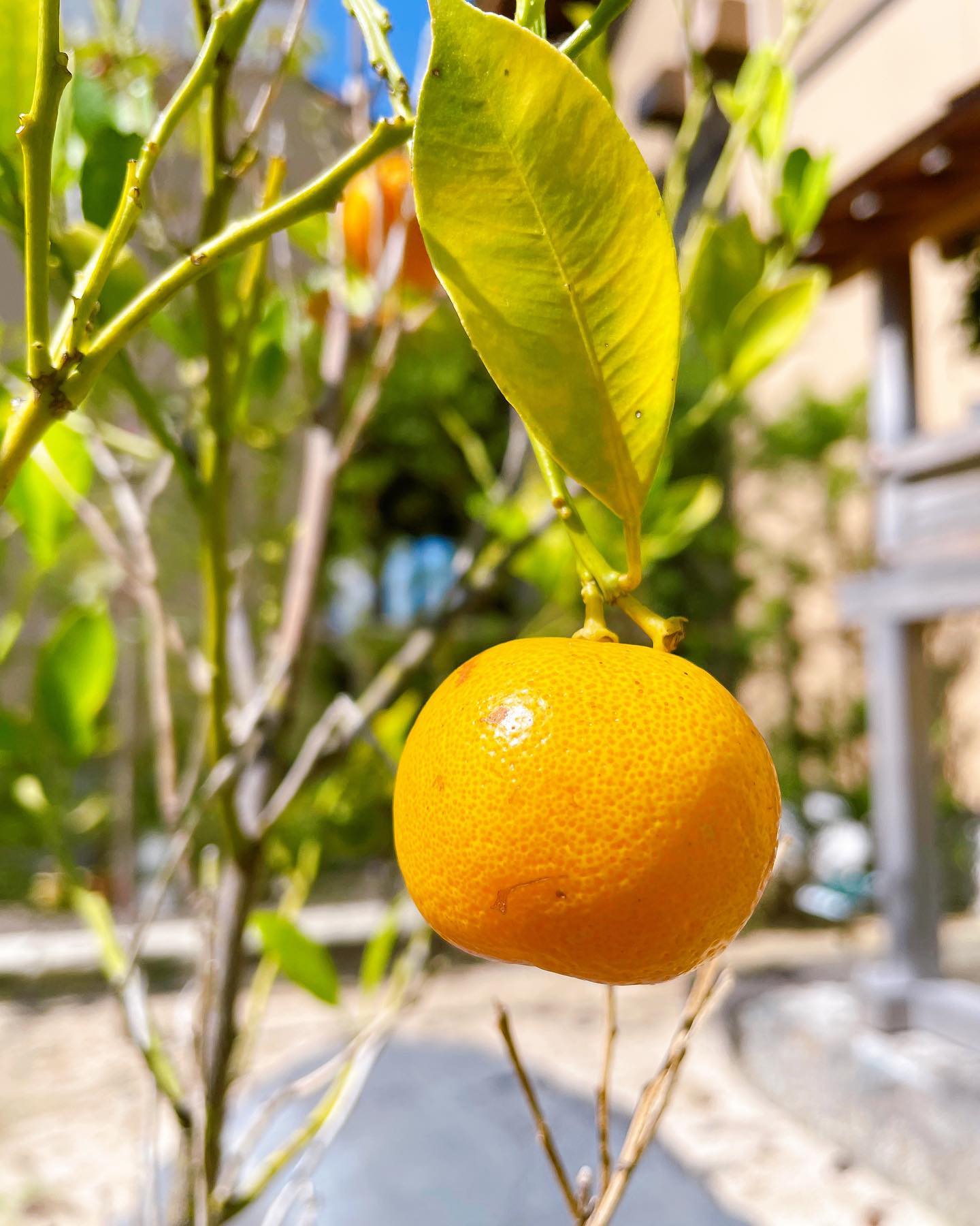 くすきの杜 - くすきの杜の薬木・薬草🌿 日本では固有のカンキツ類「橘」🍊...