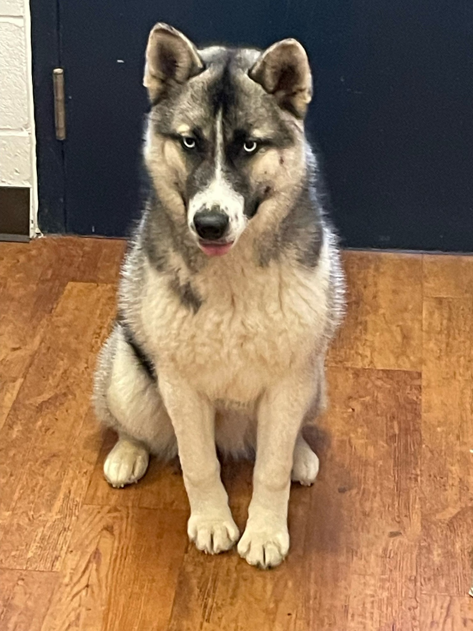 Lost And Found Pets on the Eastern Shore | Facebook