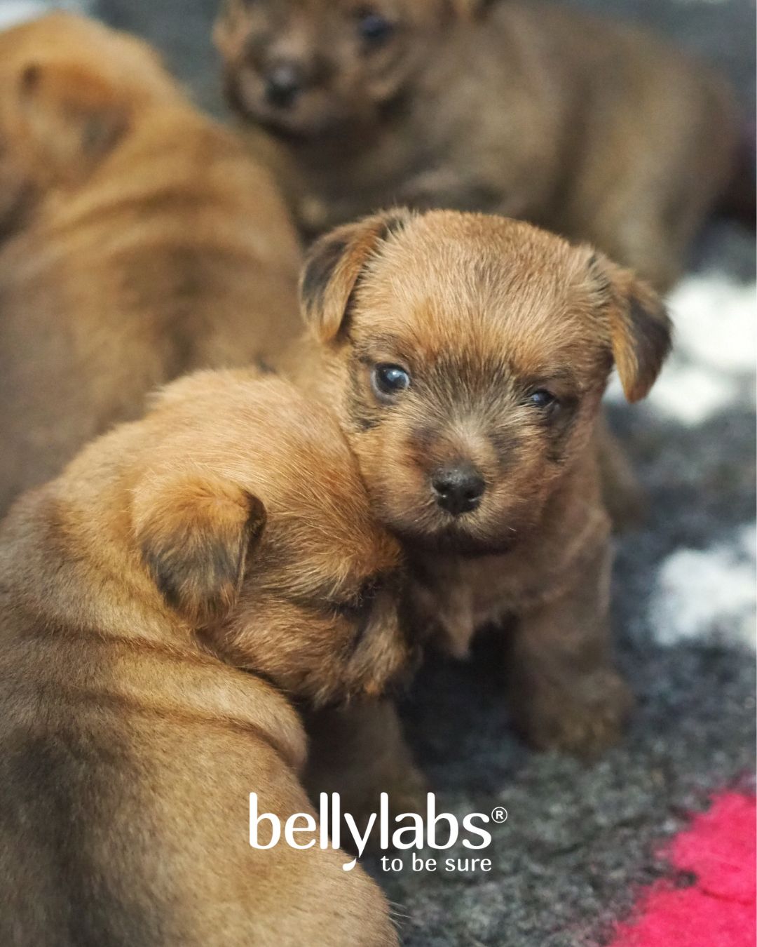 Bellylabs - 🇬🇧 Attention UK breeders! 🇬🇧 We're thrilled to announce ...
