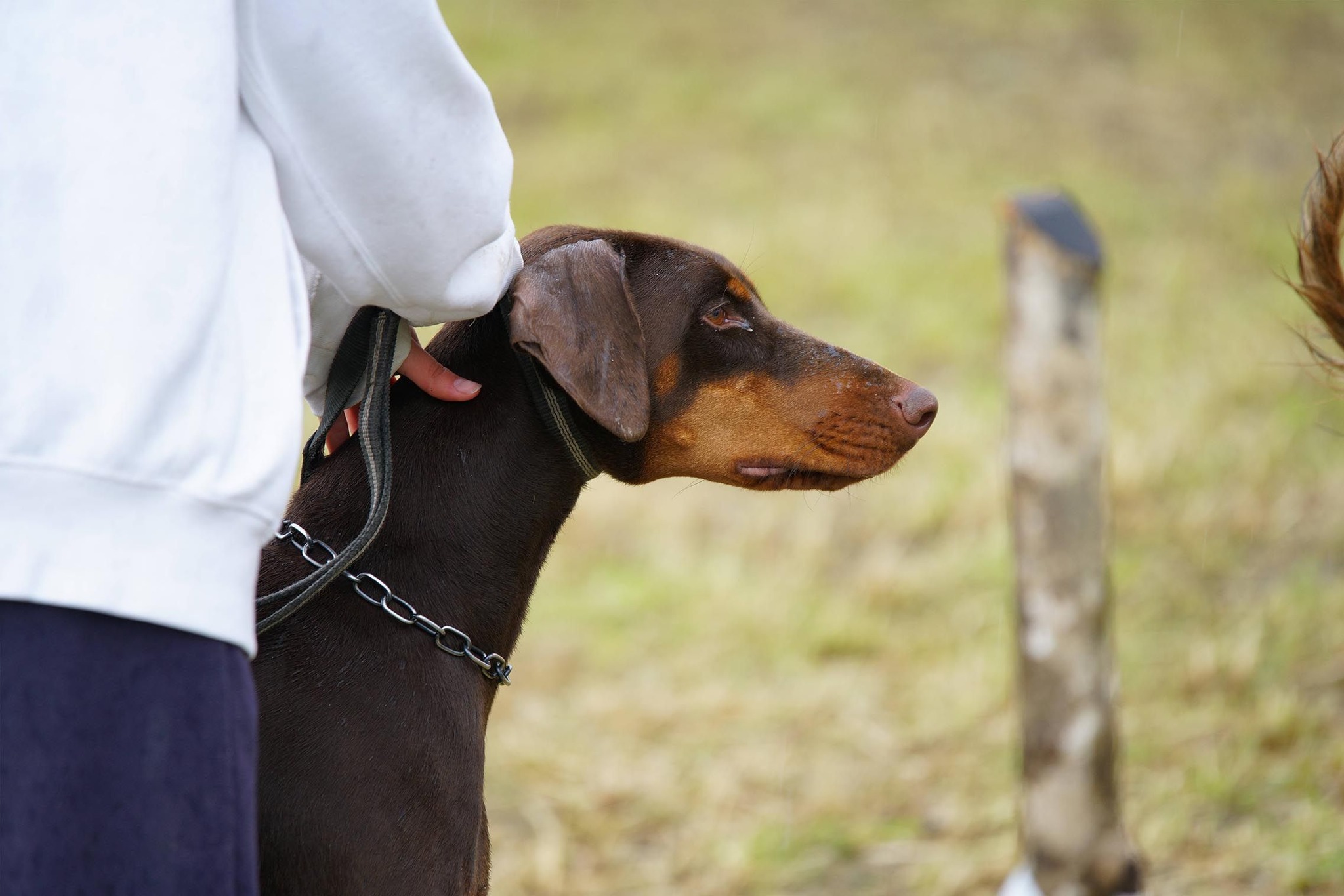 Della Rocca Pendice - Dobermann & Bassotto | Rovolon