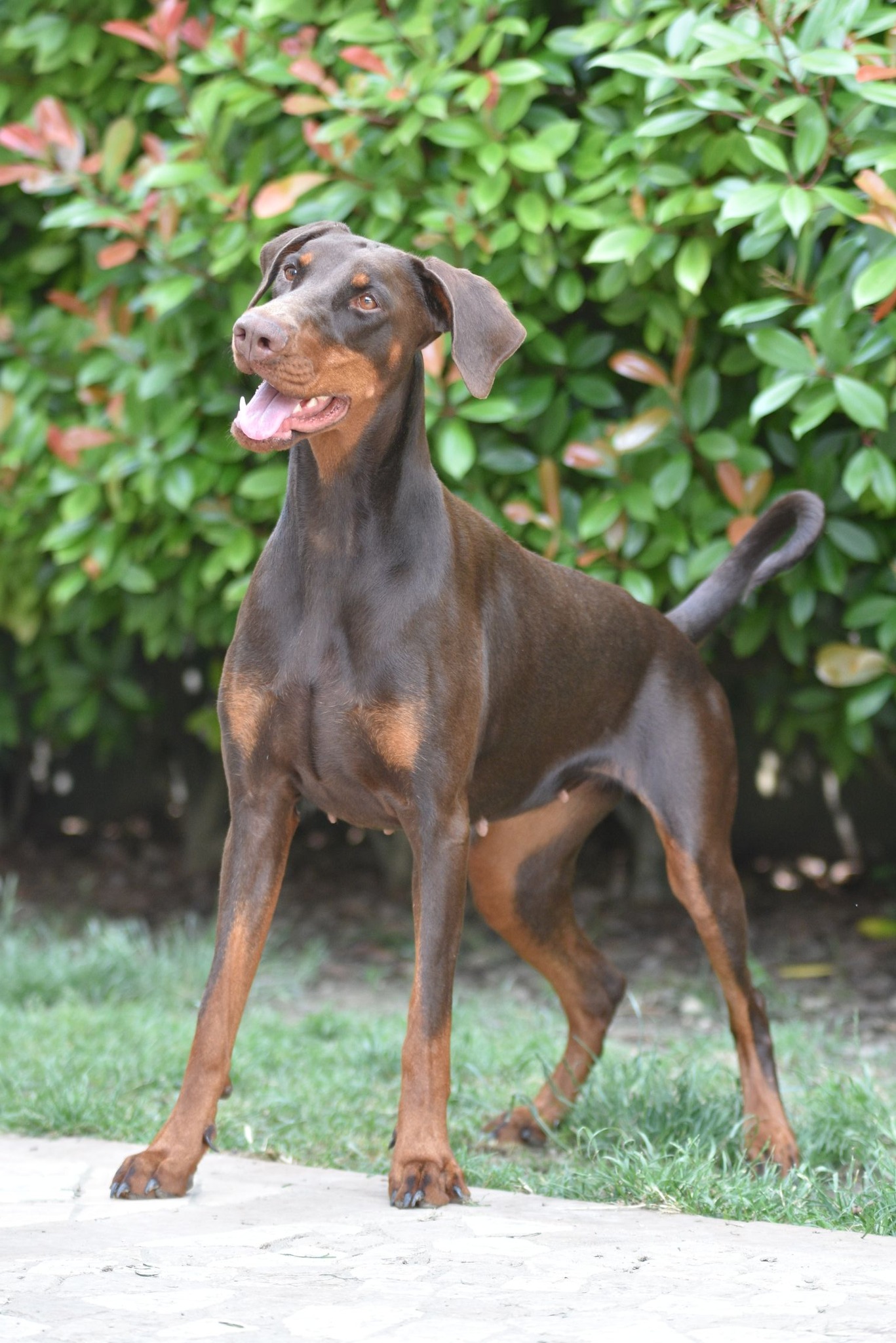 Della Rocca Pendice - Dobermann & Bassotto | Rovolon
