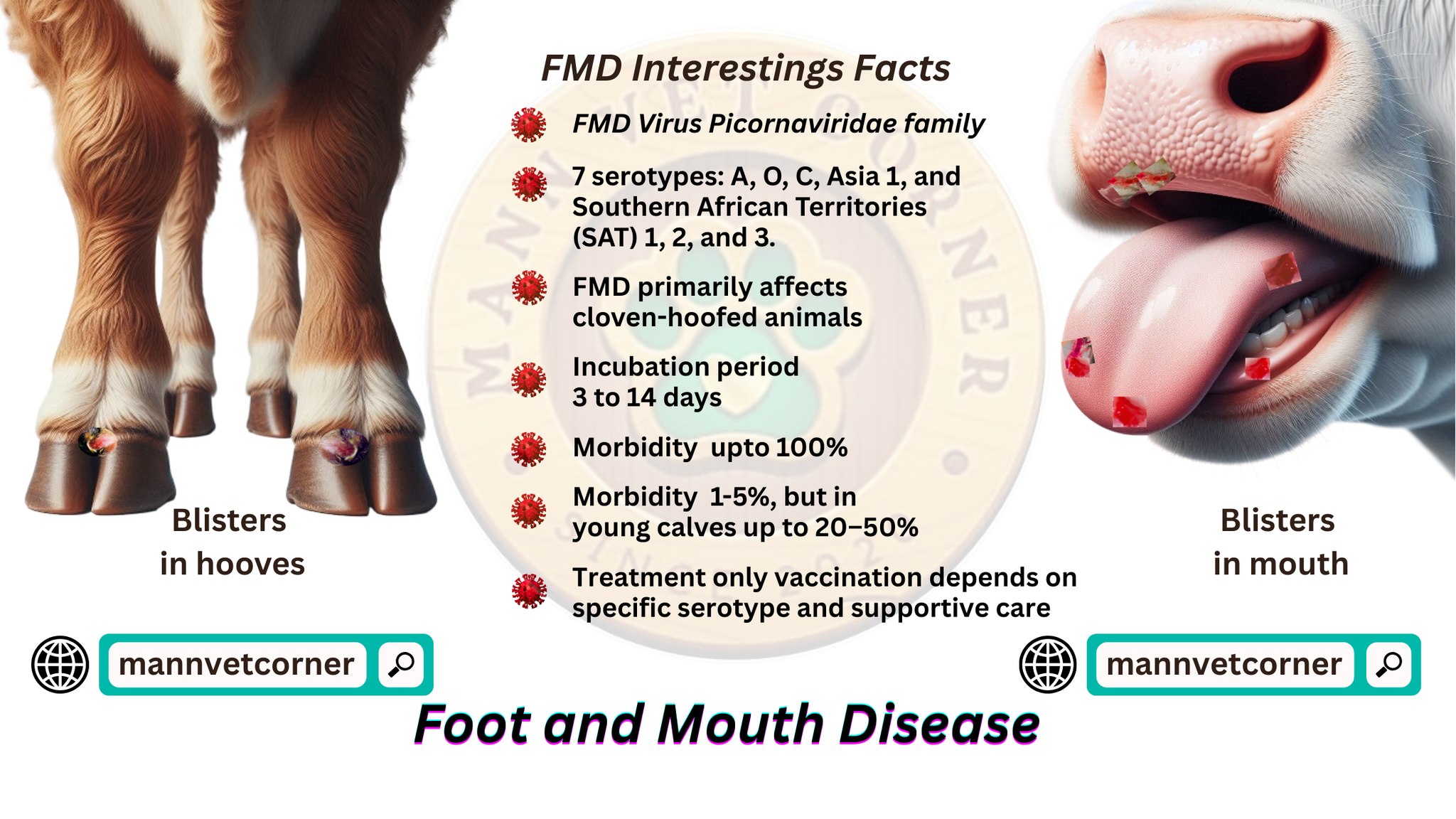 Mann Vet Corner - Foot-and-Mouth Disease (FMD) is one of... | Facebook