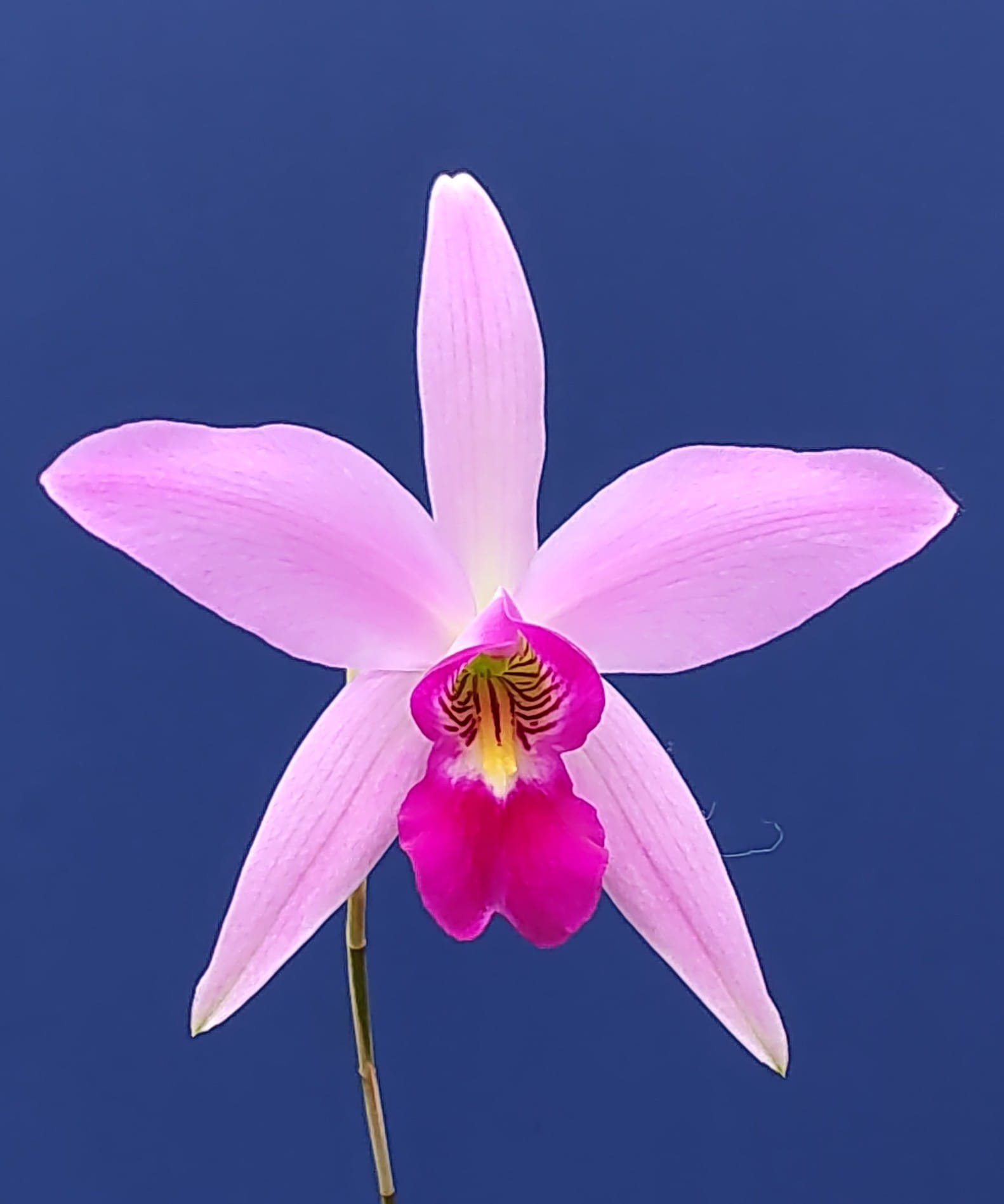 L. anceps 'Disciplinata' x 'Gigas Flair' orchid blooms