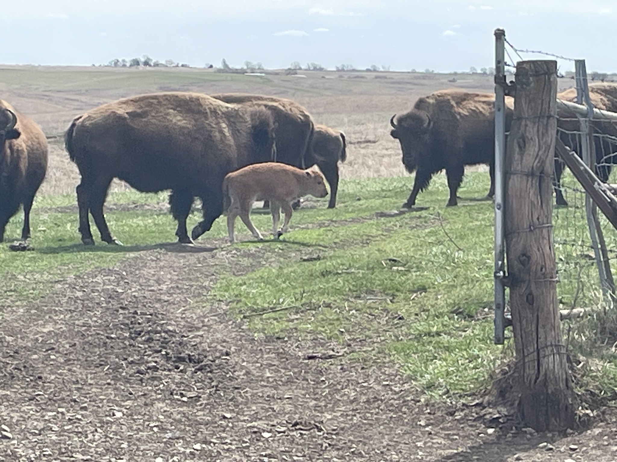 The Nature - The first bison calf of the season was recently spotted at ...