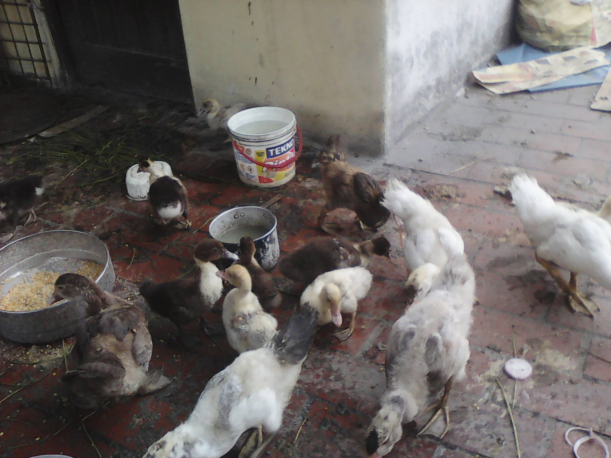 Crianza De Patos Home Facebook