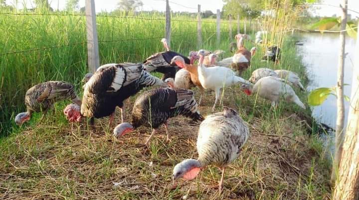 ไก่งวง ไก่ต๊อกฟาร์มภูดิน