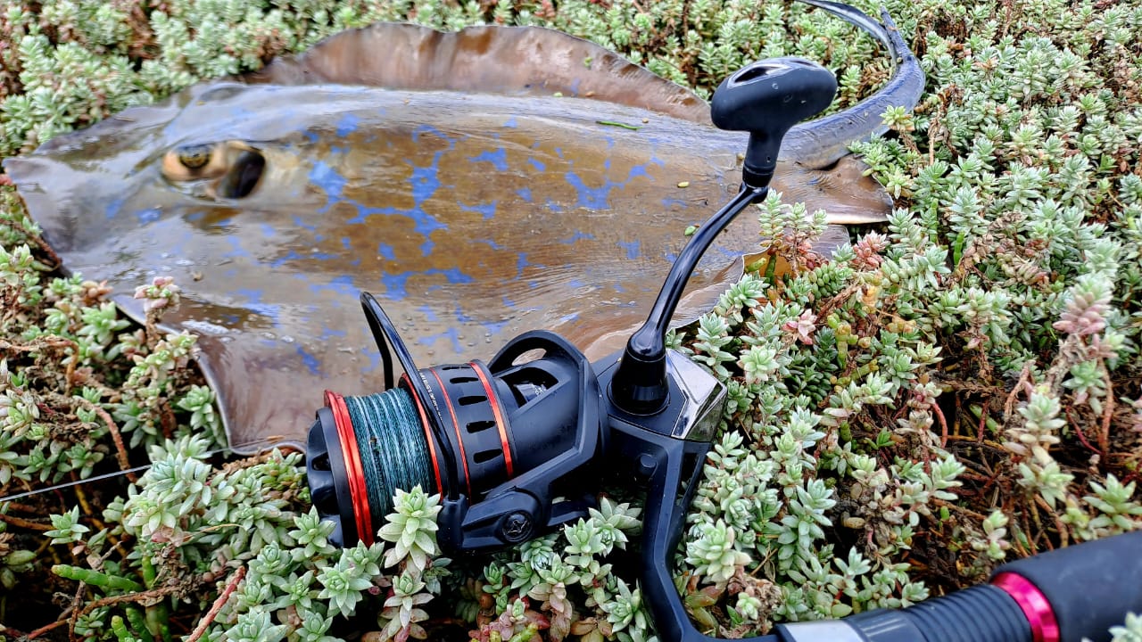 okuma ceymar c 40 saltwater Baitfeeder Graphite Lightweight Spinning Reel, CBF-1000 : Sports & Outdoors Line counter precision to track your line payout for consistent trolling and depth control Okuma Ceymar SW-X – Smooth