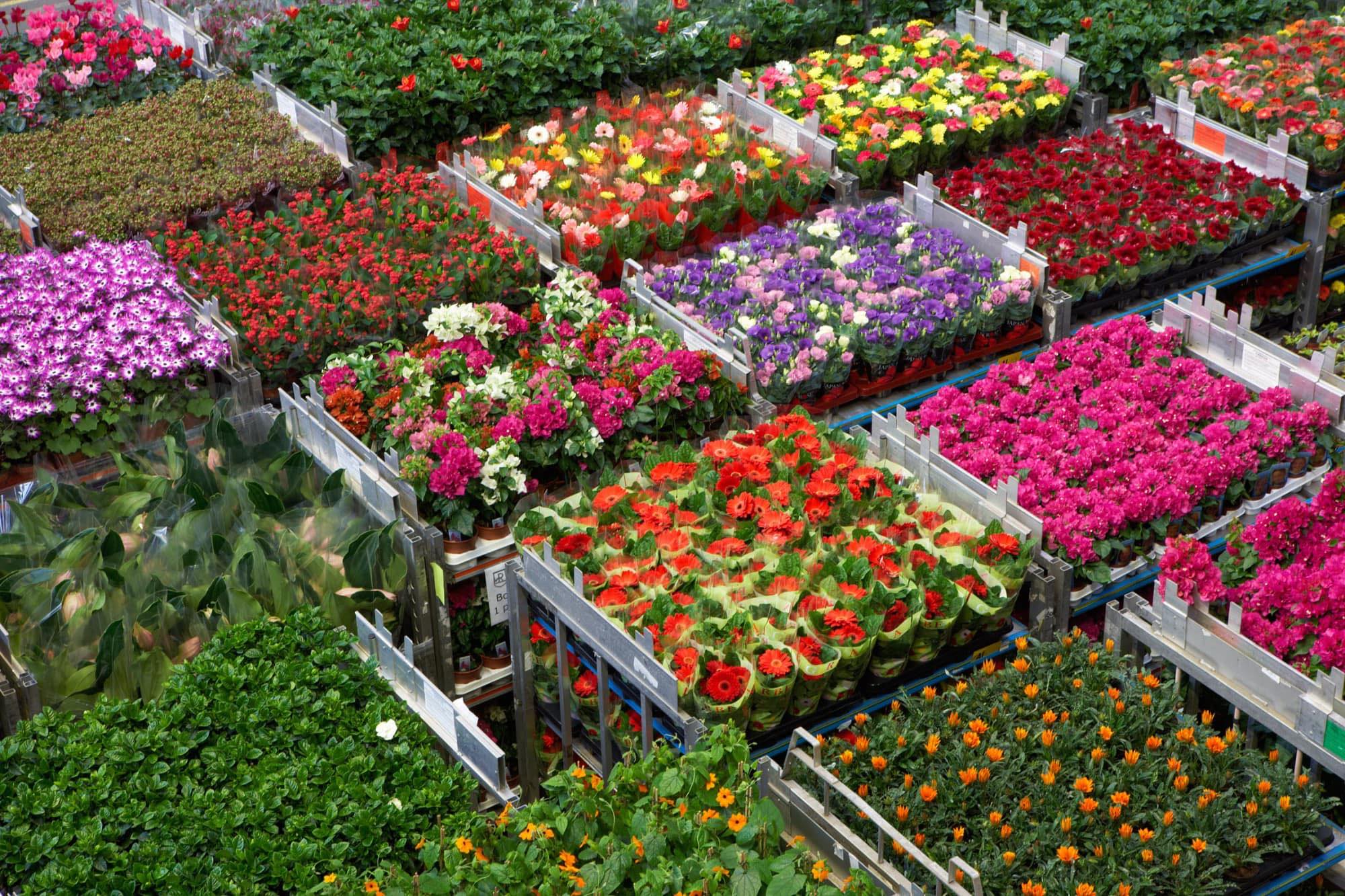 IQ Flowers | Honselerdijk