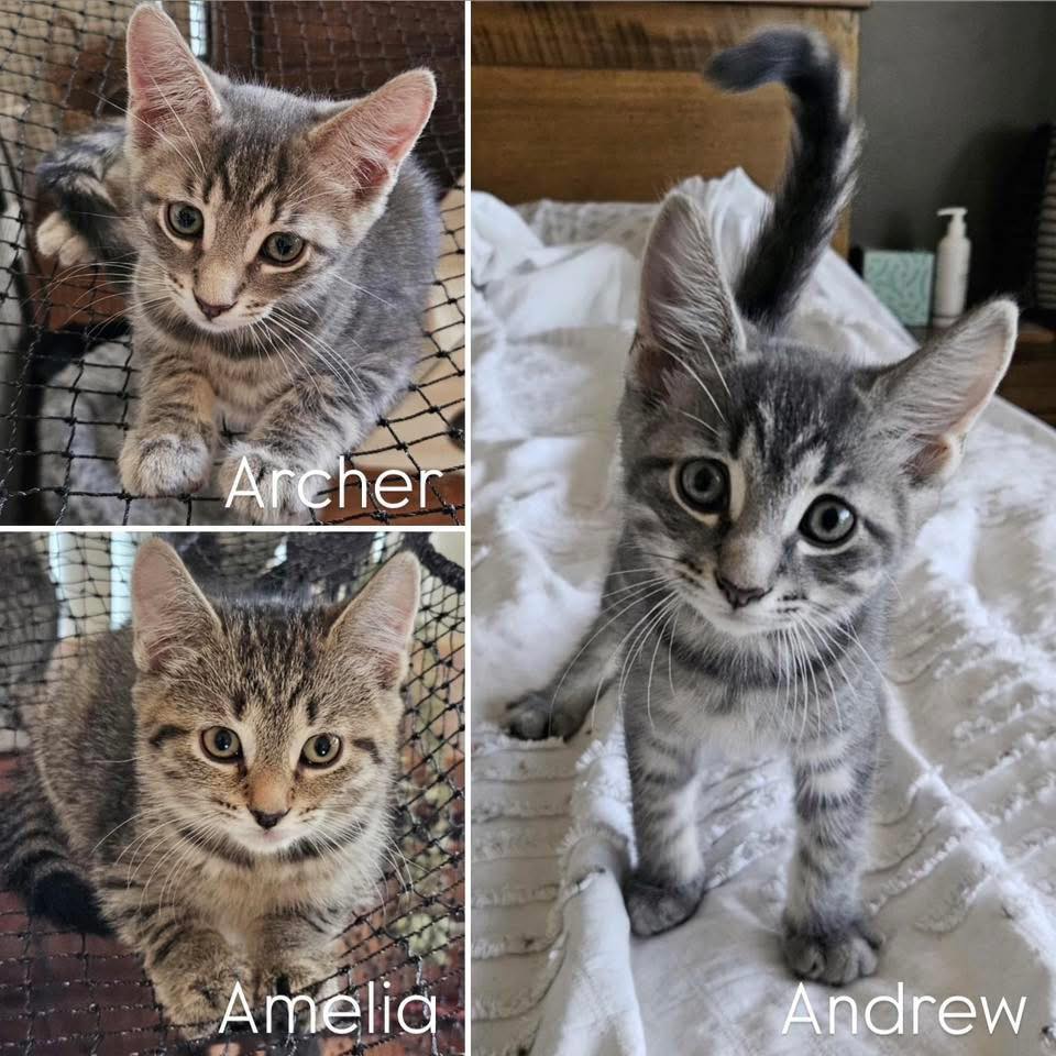 🏹🍎 MEET ARCHER, ANDREW & AMELIA 🍎🏹... - Perth Rescue Angels | Facebook