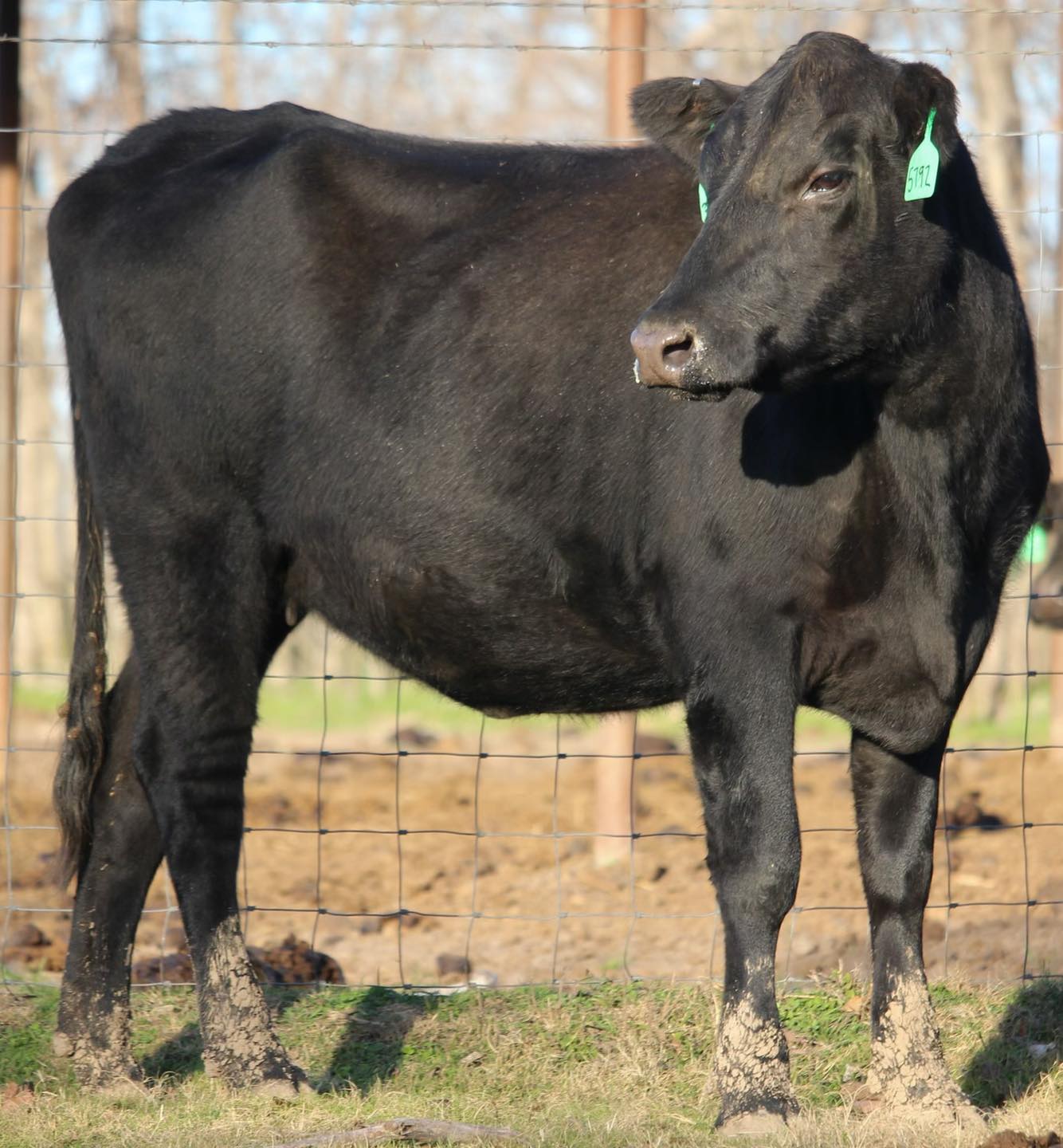 Circle D Ranch - 💎💎💎💎 ANGUS BRED HEIFERS 💎💎💎💎 A really... | Facebook