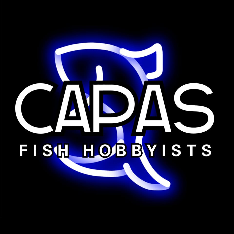 ANGELES, MABALACAT,FISH KEEPER | Facebook