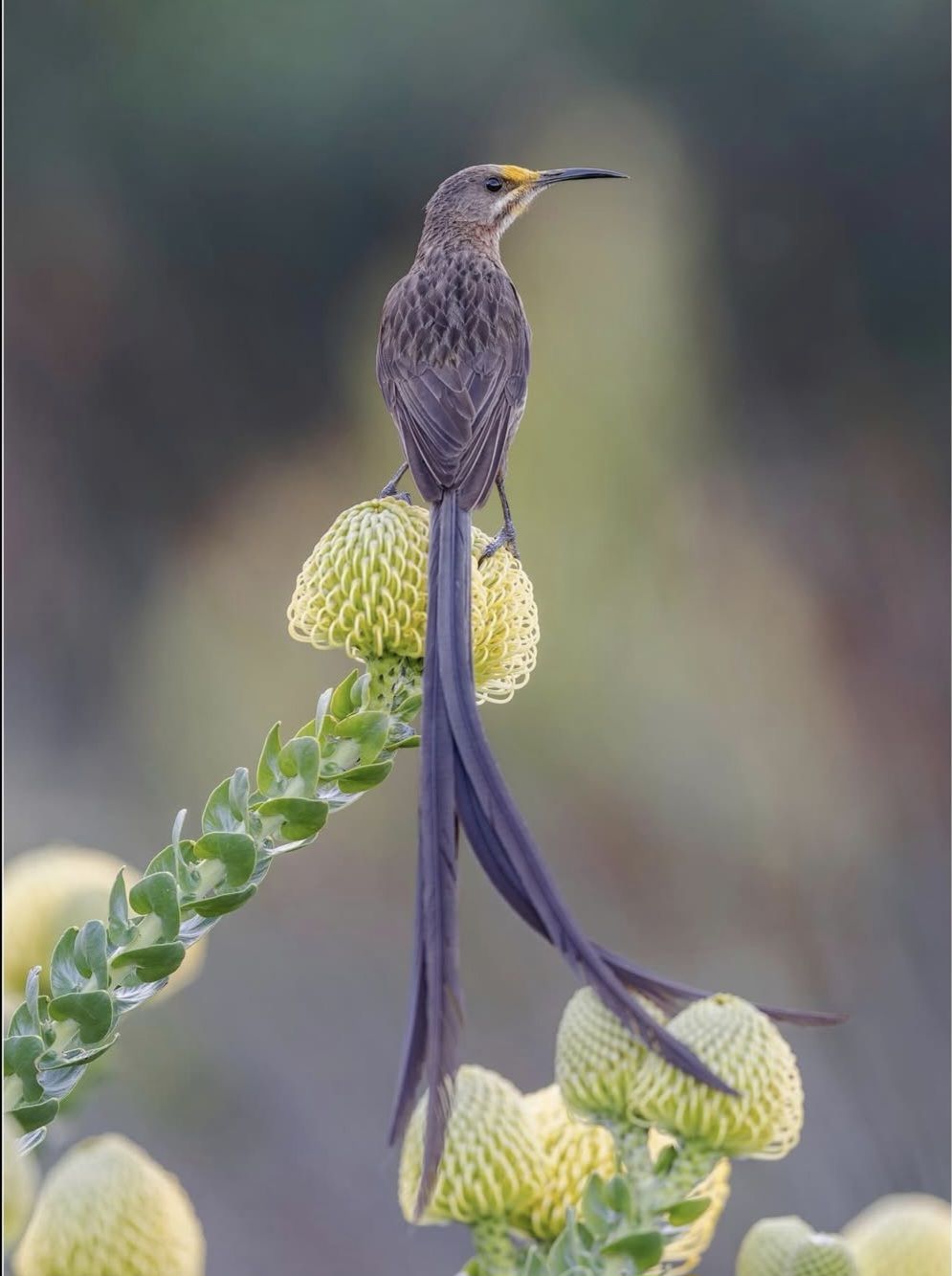 Animals - Cape Sugarbird. The Cape sugarbird (Promerops cafer) is one ...