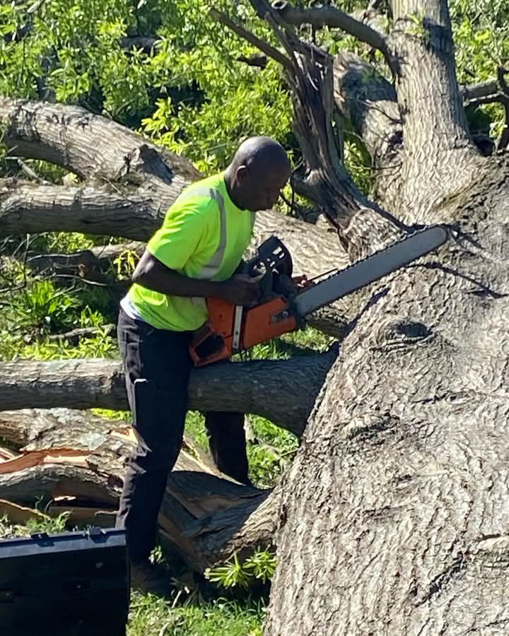 Torwai's Quick Tree Service and Stump Removal | Charlotte NC