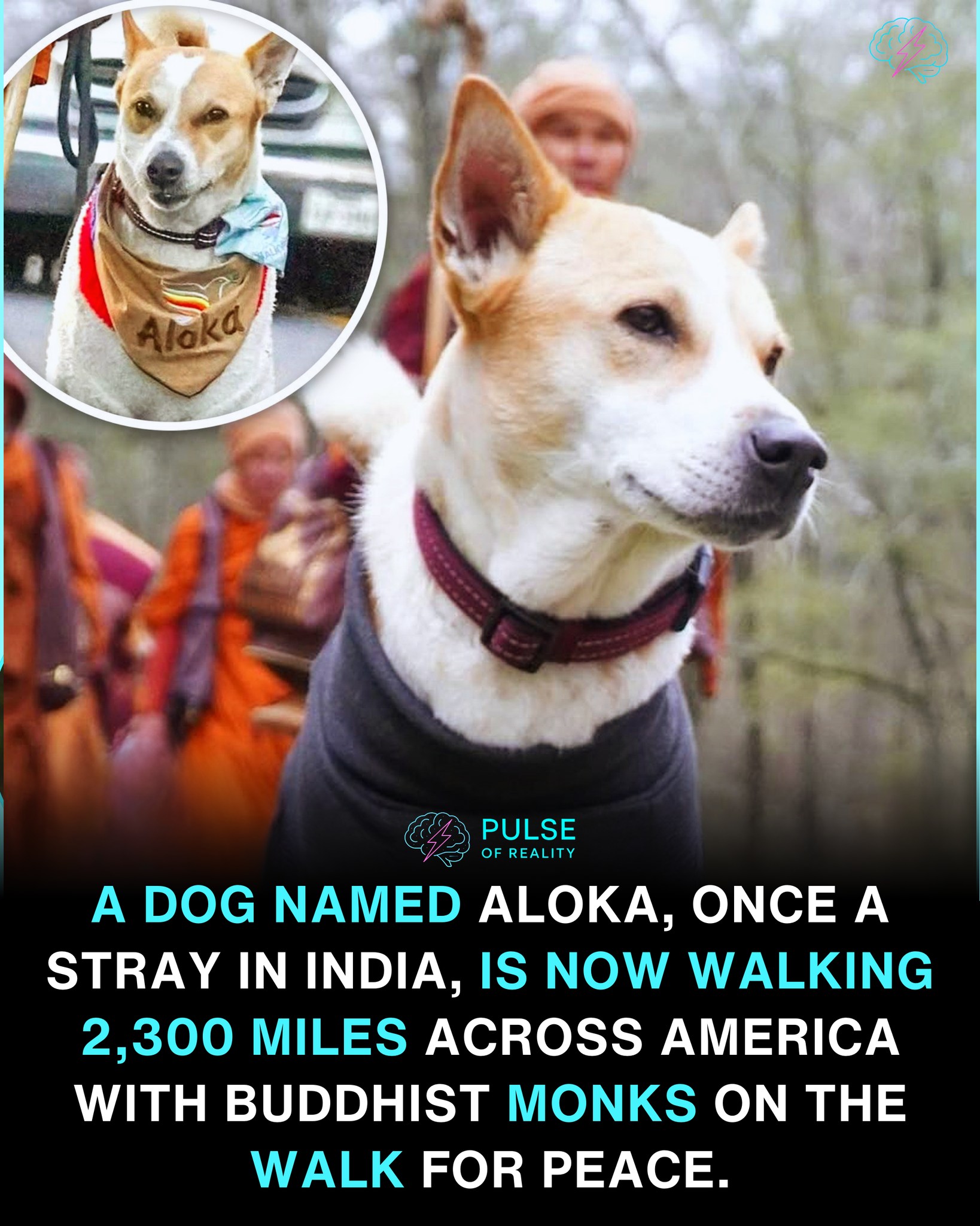 Pulse - Aloka, now known as the “Peace Dog,” is walking 2,300 miles ...