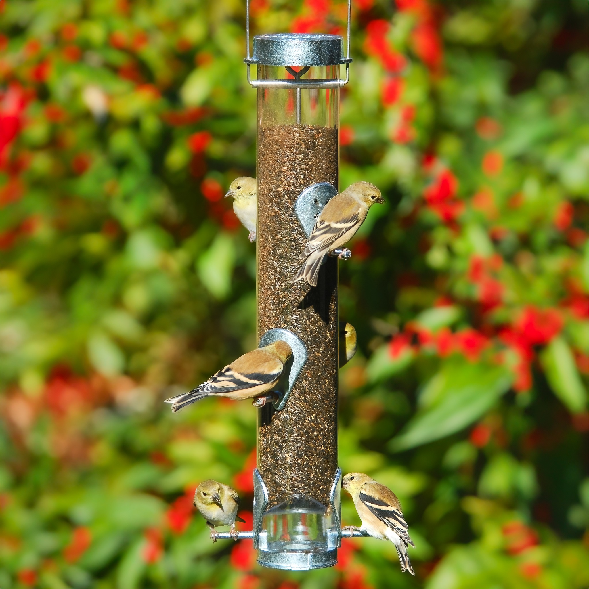 Droll - Classic tube feeder meets modern convenience with the Droll
