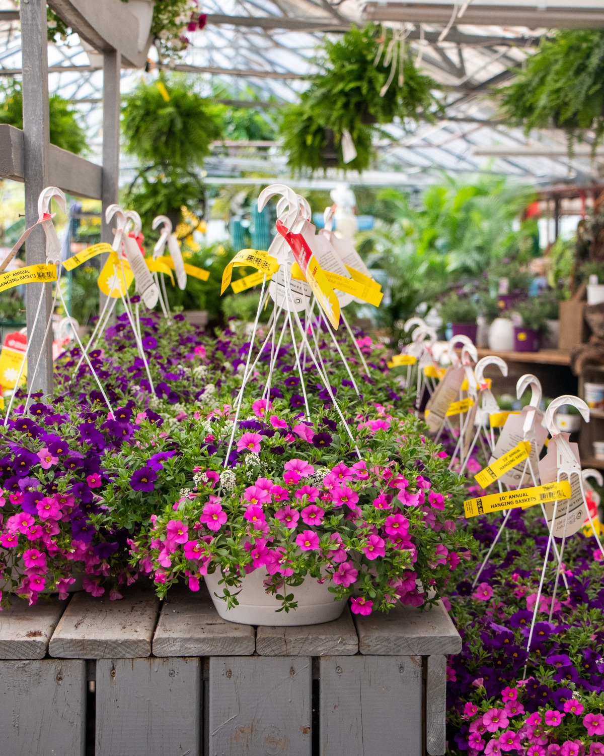 Colasanti's Tropical Gardens | Kingsville ON