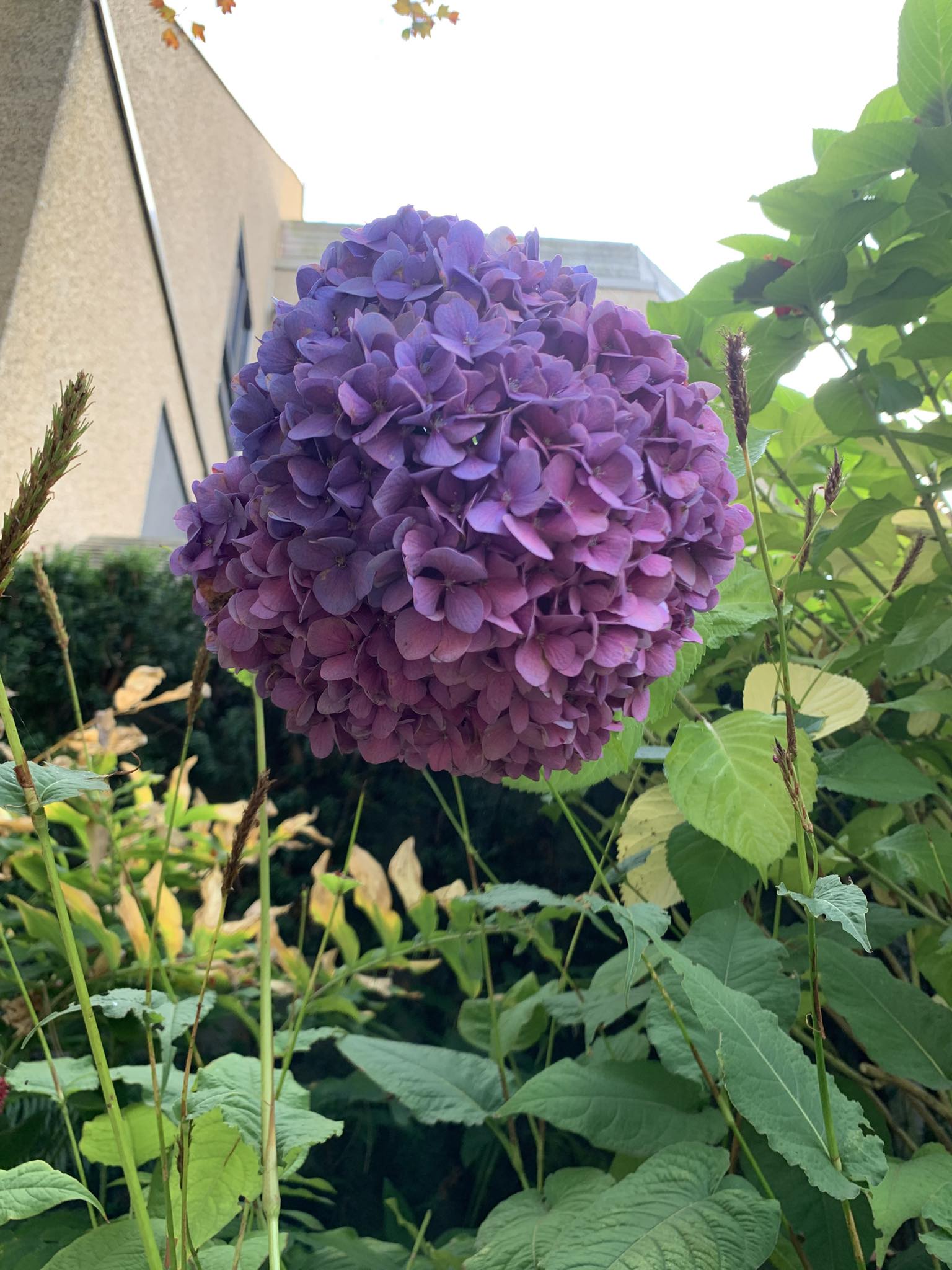 Fresh Look at Herbal Turtle Hydrangea Tea History Healing