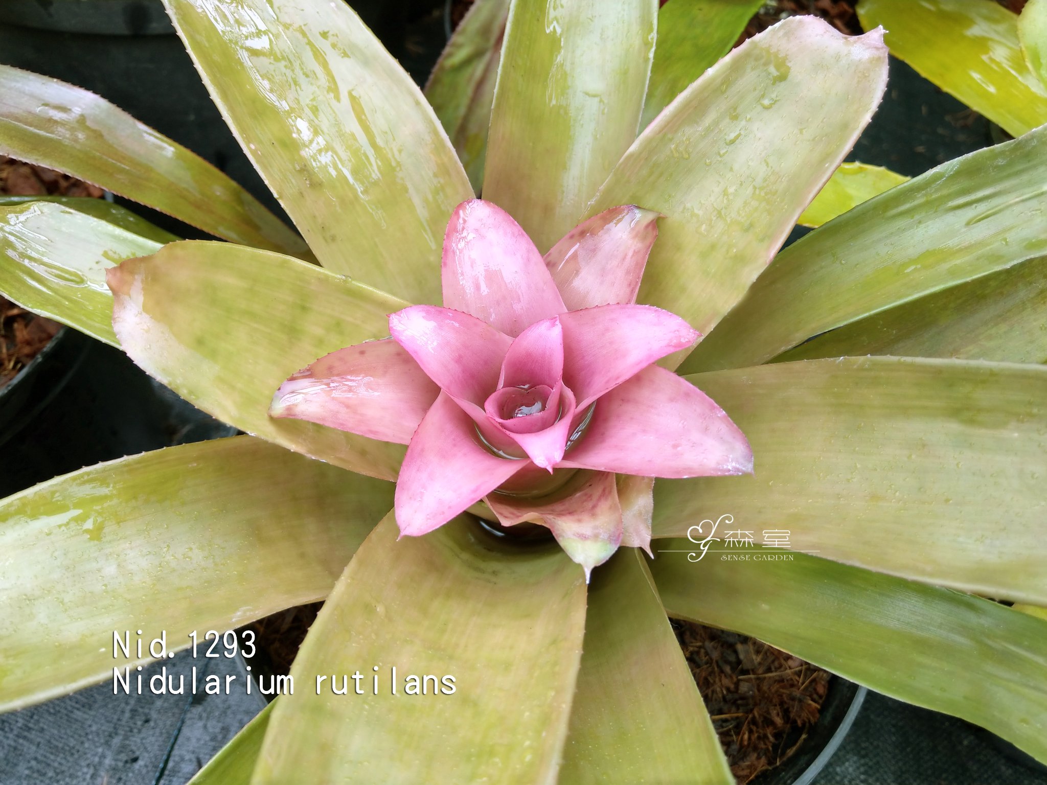 森室園藝 - Nid@1293 Nidularium rutilans #鳥巢屬鳳梨 #Nidularium...