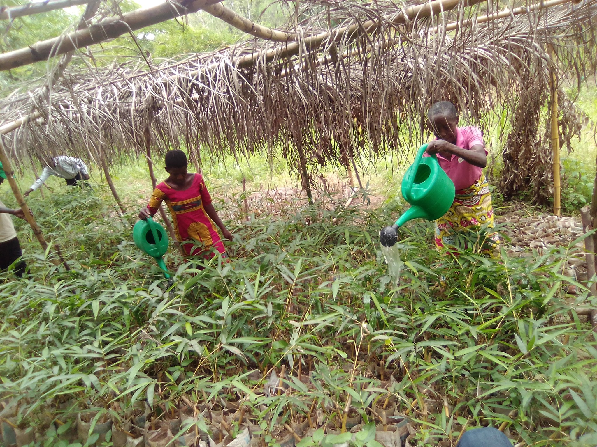 Réseau Burundi 2000 Plus | Rohero