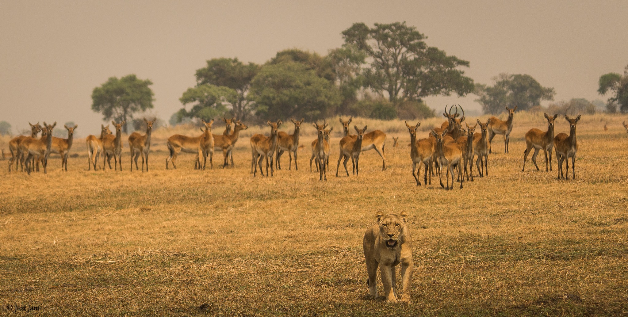Mapunga Bush Camp - Explore the Kafue... - Mapunga Bush Camp | Facebook