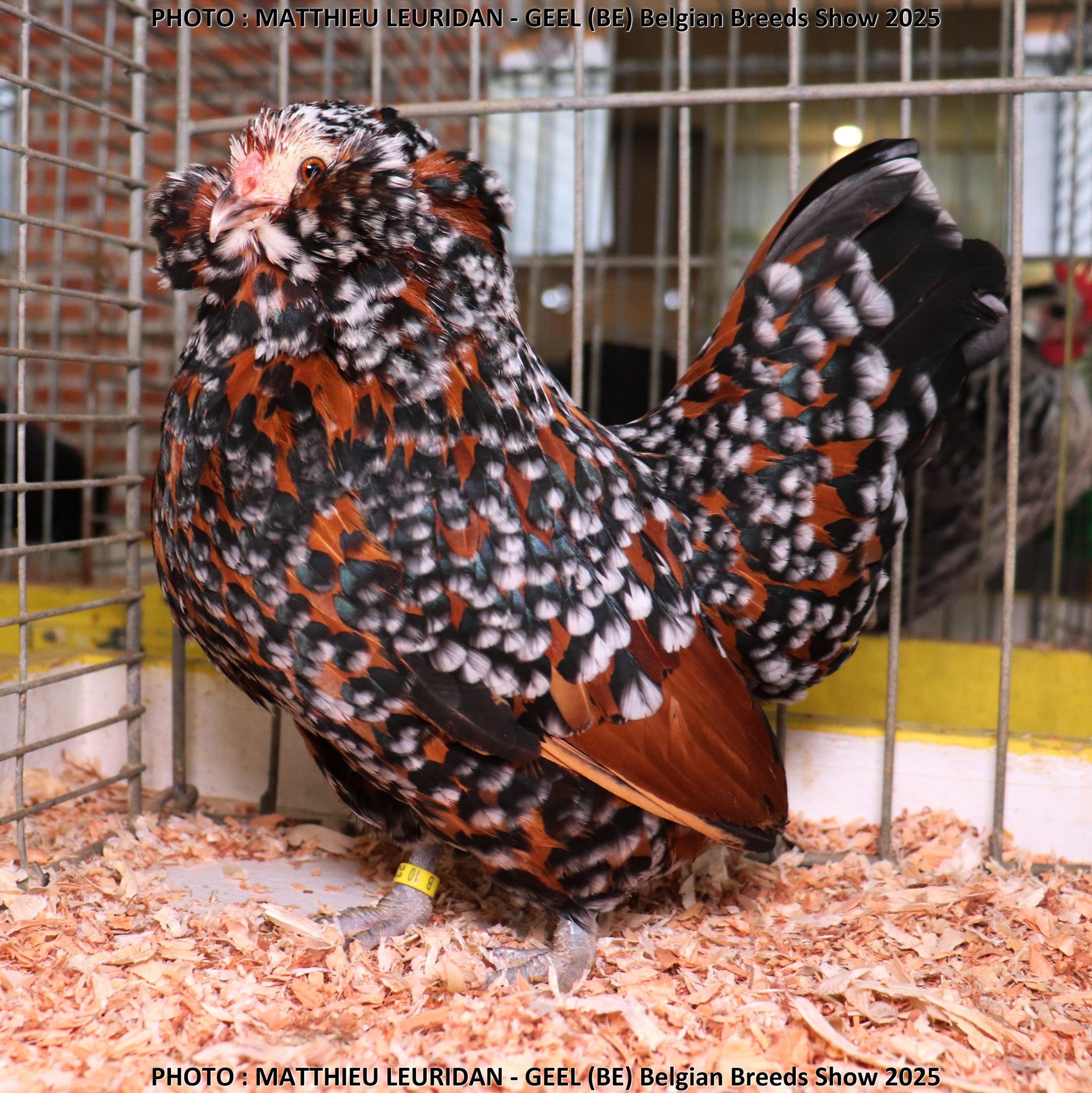 avipassion-poule-barbue-d-anvers-couleur-millefleurs-cette-race