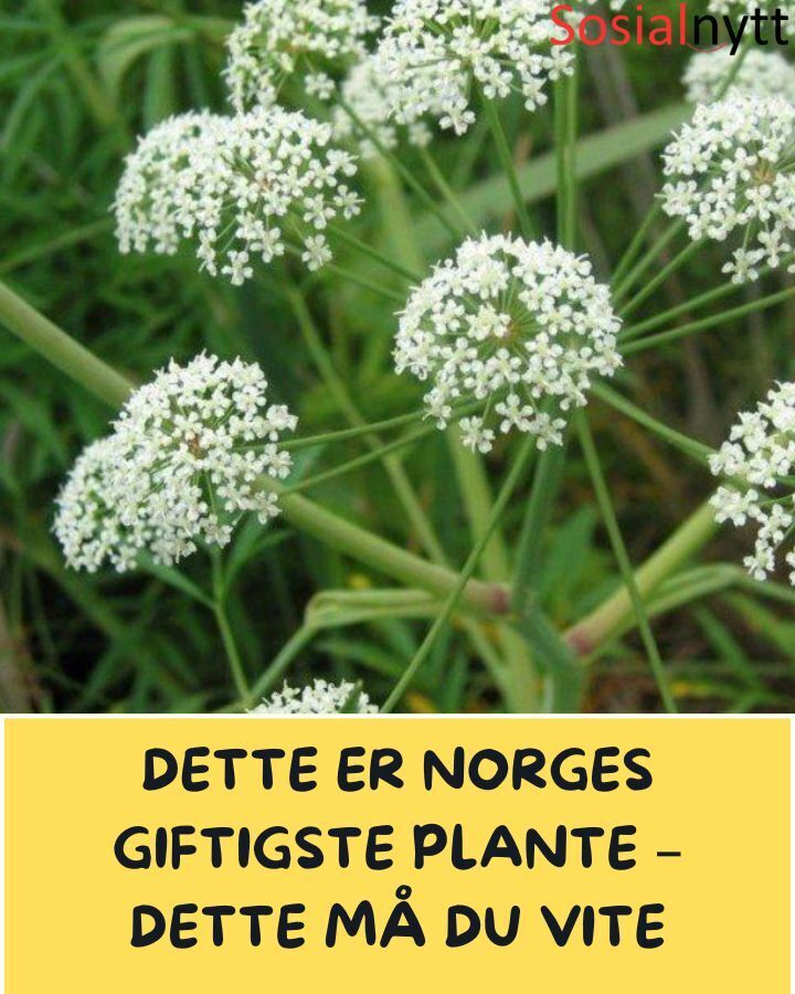 Evanova - Hele planten er svært giftig, men det er spesielt mye ...