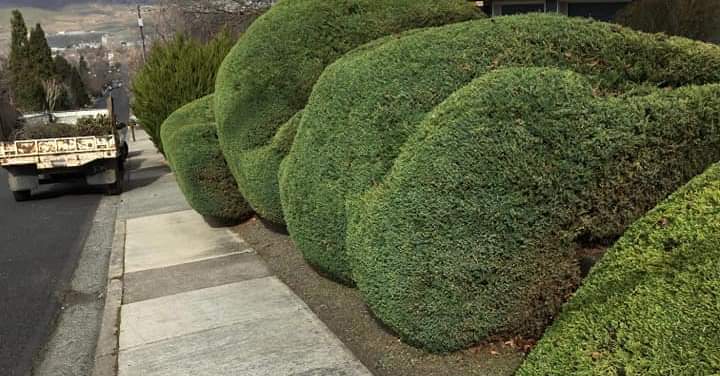 Asap tree and shrub | Clarkston Heights WA