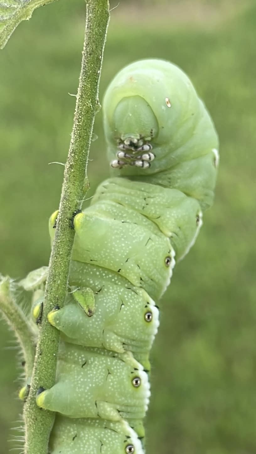 Tobacco hornworms as chicken treats