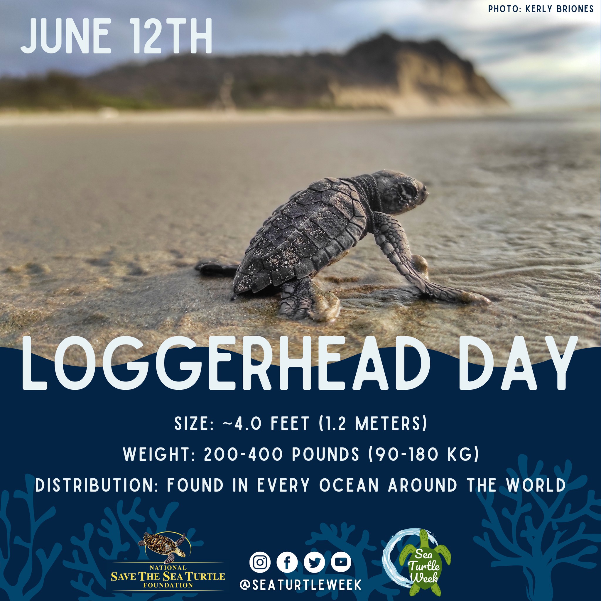 SEE - June 12th is Loggerhead Turtle Day! 💛 Loggerheads carry many ...