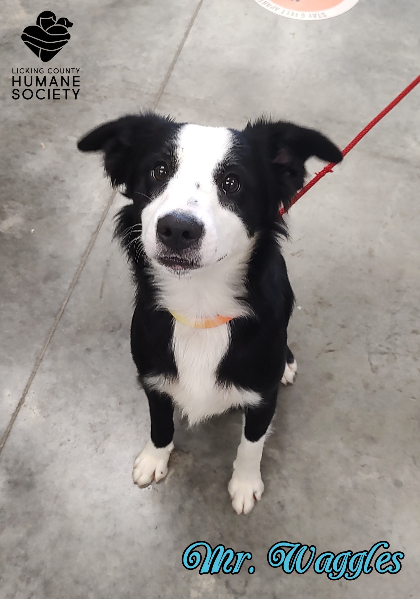 NEW ARRIVAL! Mr. Waggles... - Licking County Humane Society | Facebook