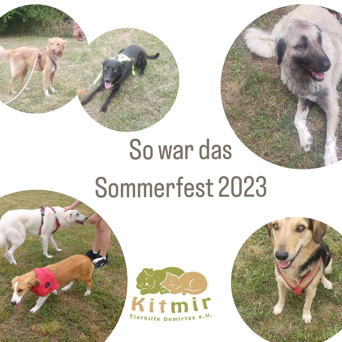 Kitmir e.V. - Sommerfest 2023 🌸 Wir möchten euch allen... | Facebook