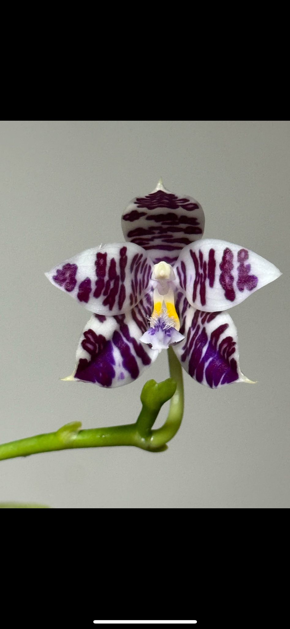 已售） Phal. Jamboree Blossom X Lioulin Blue Parrot 2.5吋盆$200