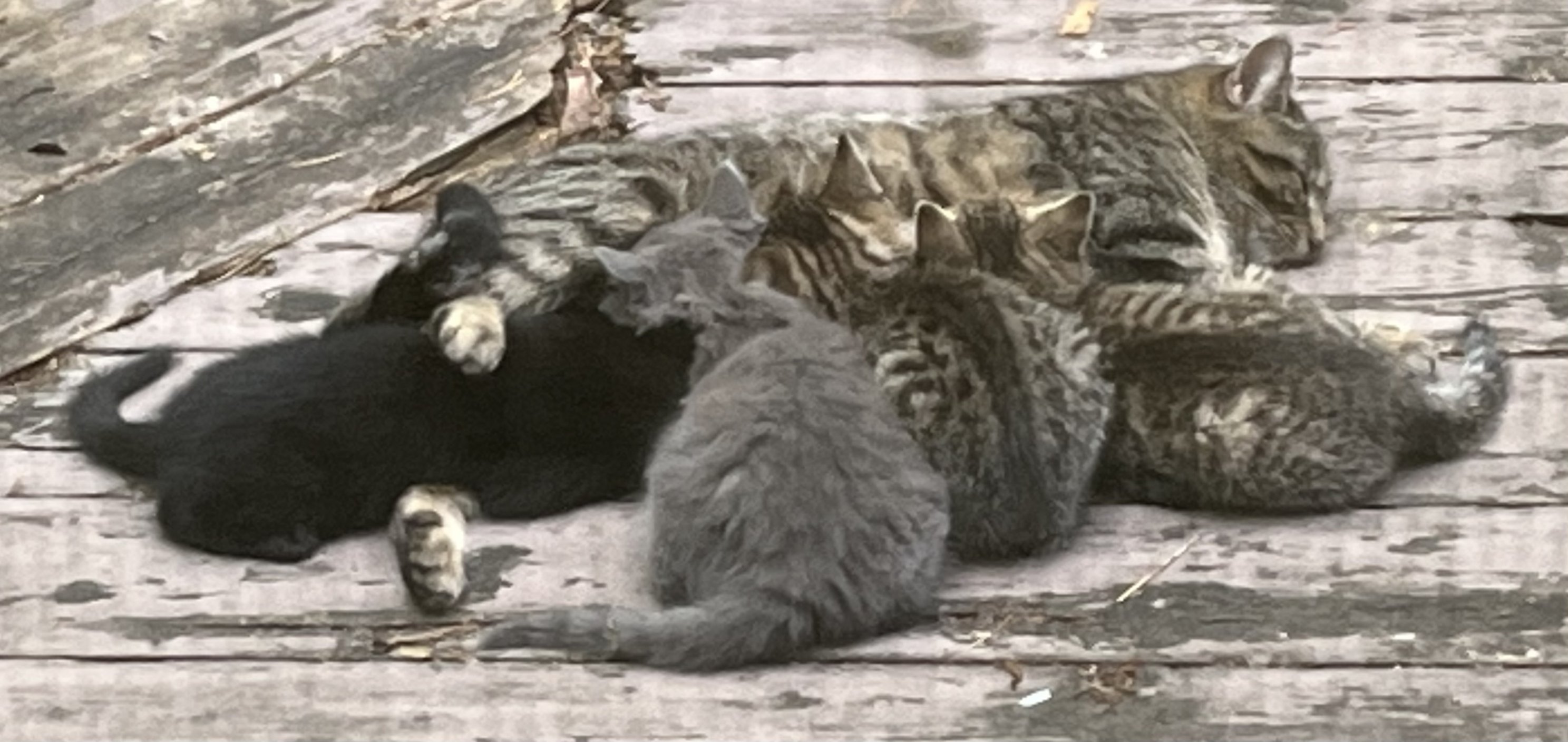 Is anyone able to adopt /... - Hungry and Homeless Cat Rescue