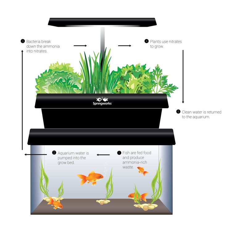 Picture of Next - a compact aquaponics system by Springworks, showcasing the ...