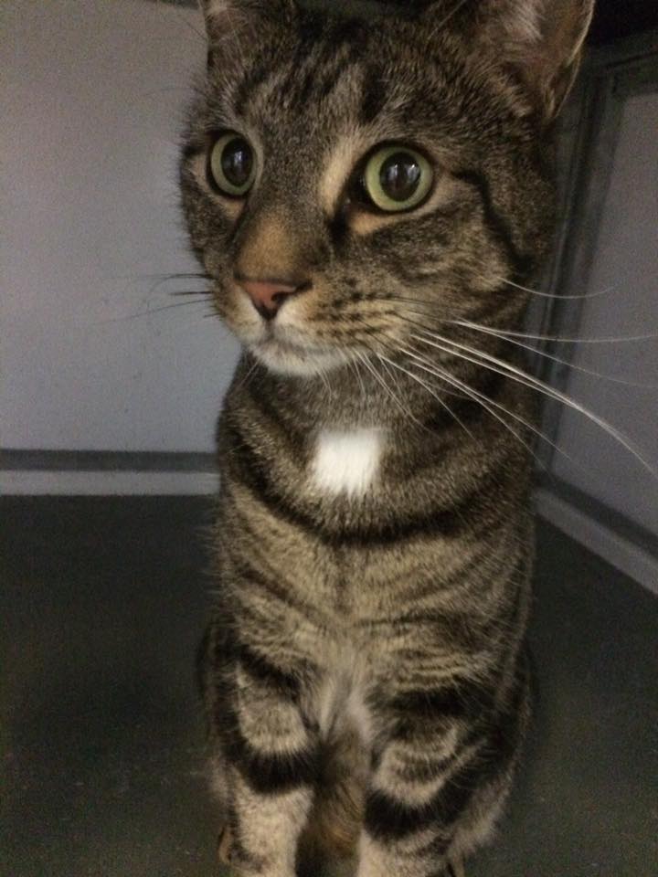 Springfield Cattery | Orsett