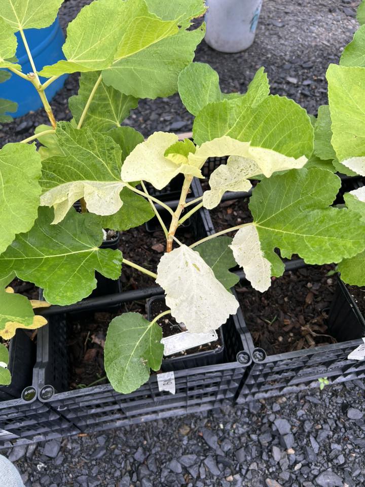 Air-layered variegated Bordissot Negra Rimada fig tree planted