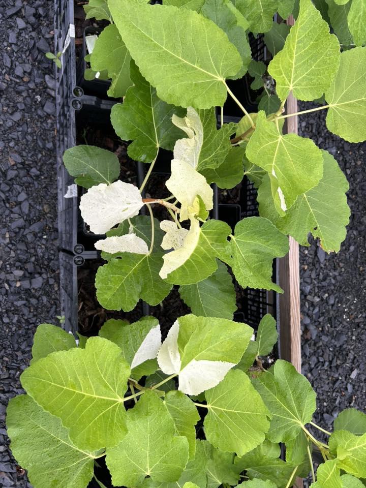 Air-layered variegated Bordissot Negra Rimada fig tree planted