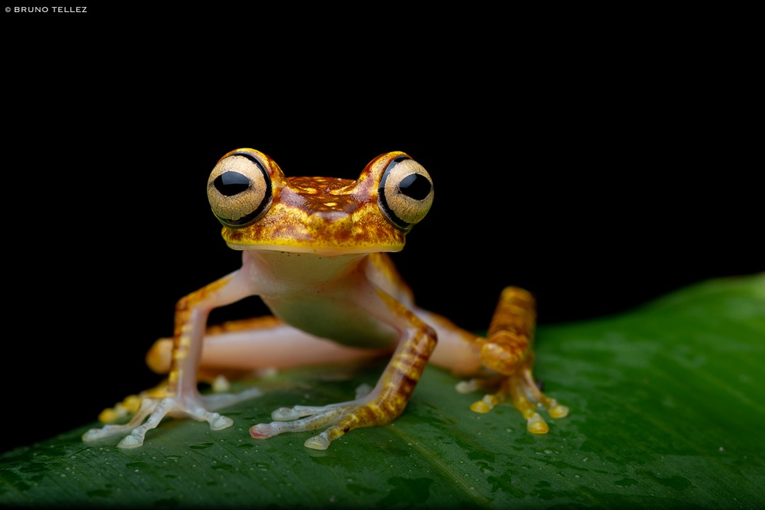 Rana Chachi (Boana... - Bruno Téllez Wildlife Photography