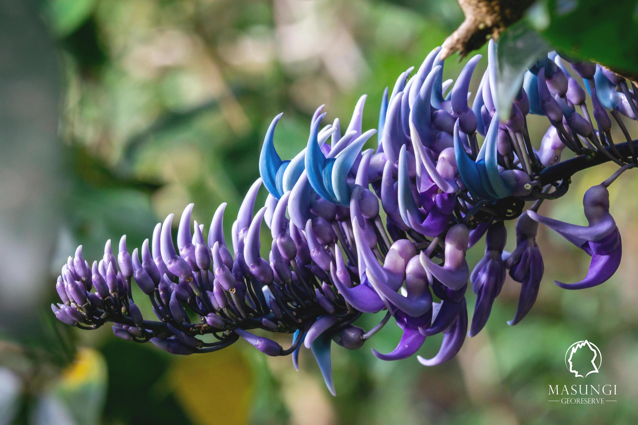 Rappler - RARE VINE BLOOMS IN MASUNGI 💜 The Masungi... | Facebook