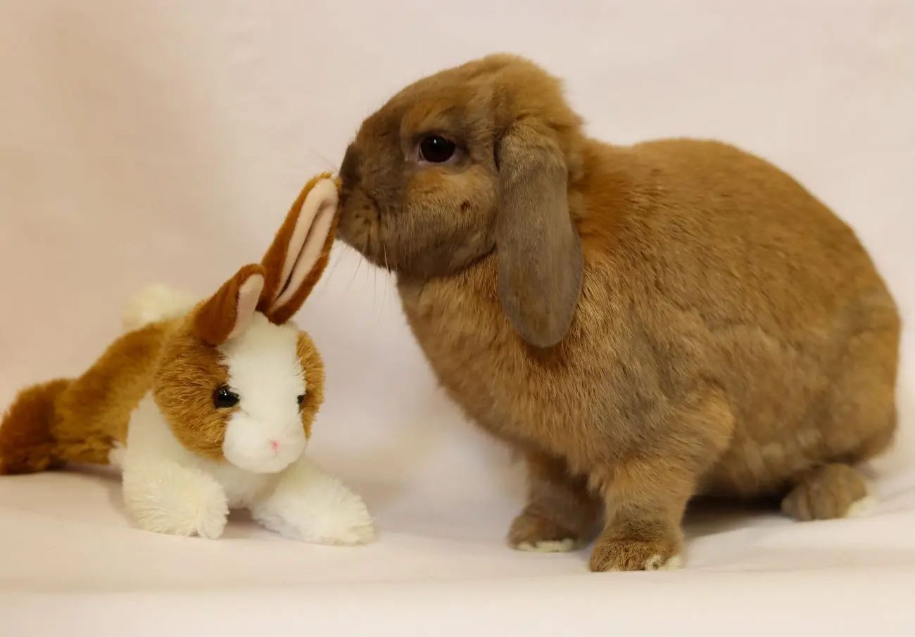 Nami! Our Lop cross bun... - Los Angeles Rabbit Foundation