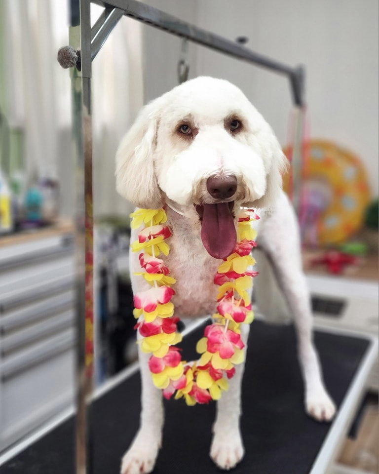 Stunning Breed Specific Pet Grooming In Kansas image