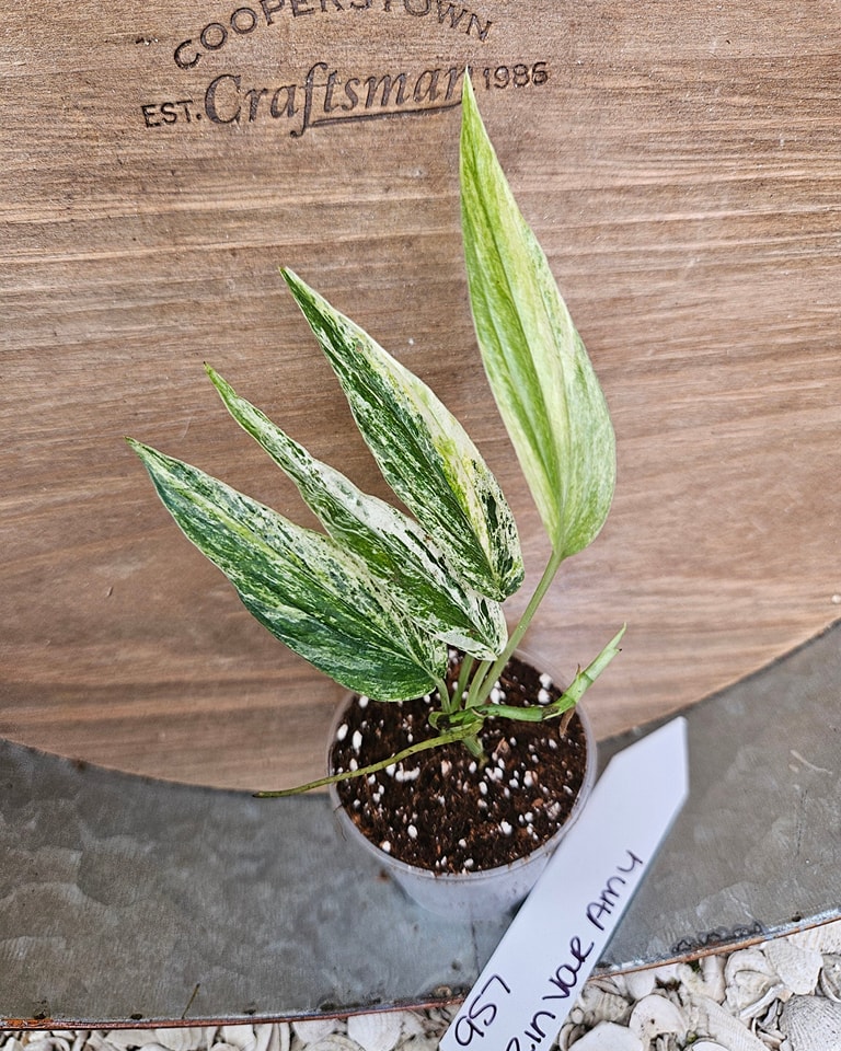 Midori variegated morning zz plant