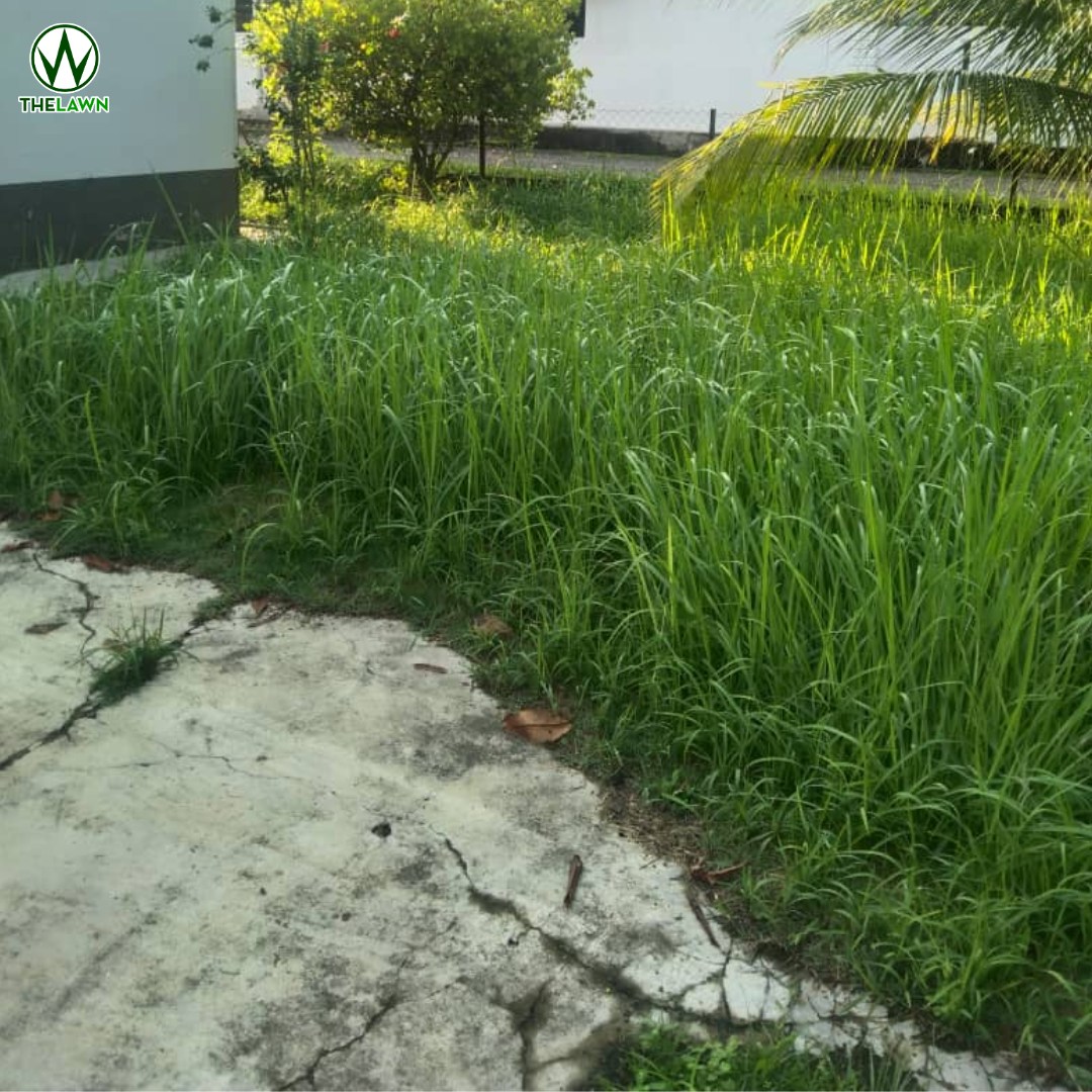 TheLawn Potong Rumput