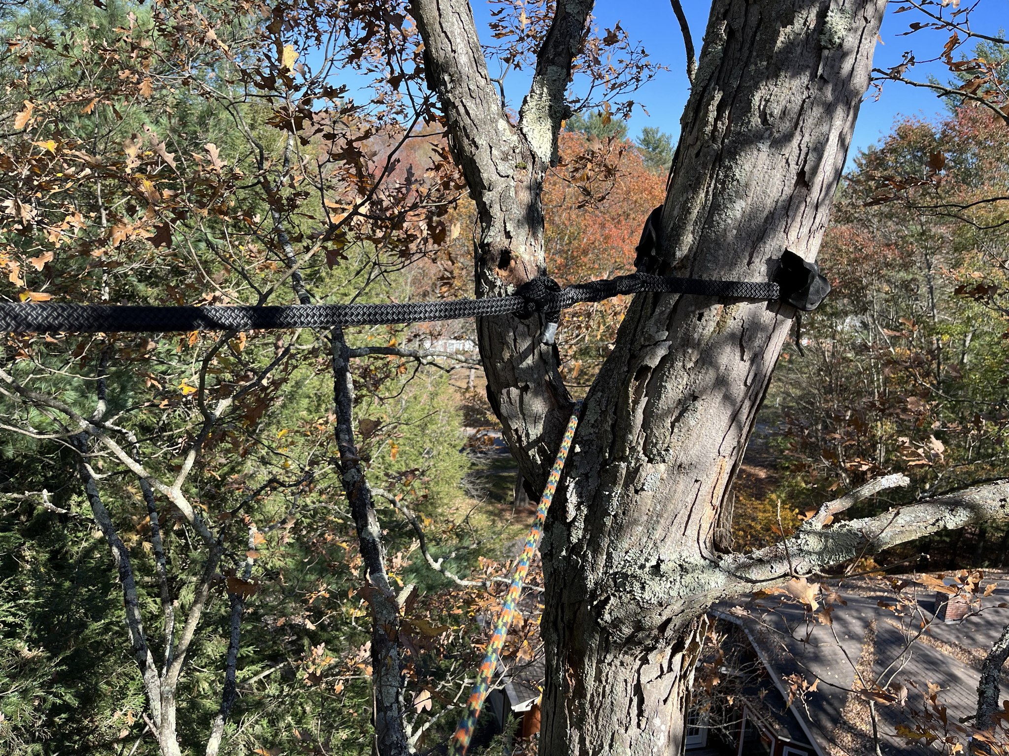 Do you have a tree starting to look... - Pro Cut Tree Service | Facebook