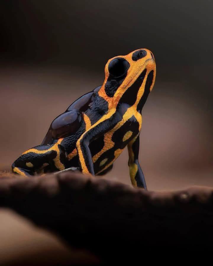 The Jewels of the Rain Forest Nature's most vibrant warning. These
