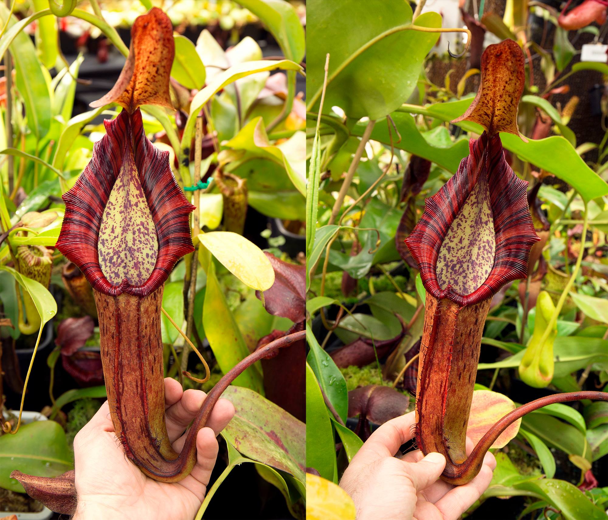 食虫植物N. edwardsiana x truncata 食虫植物N. edwardsiana x truncata N. truncata x edwardsiana EP