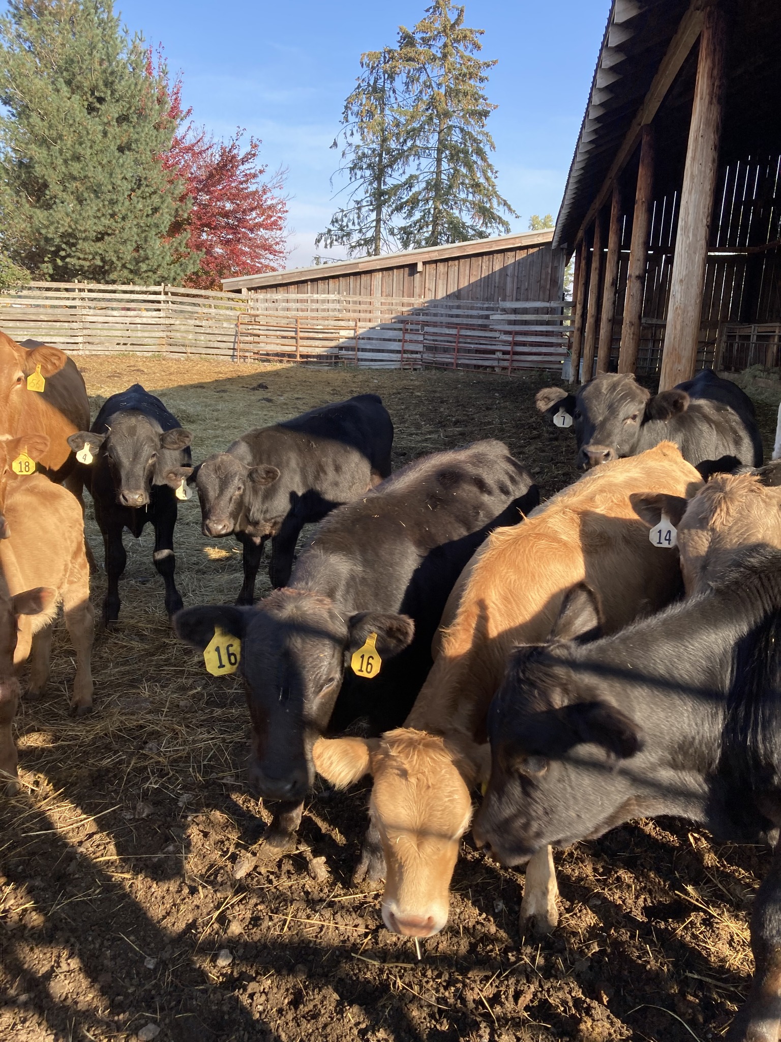 Rapid Lightning Ranch | Sandpoint ID