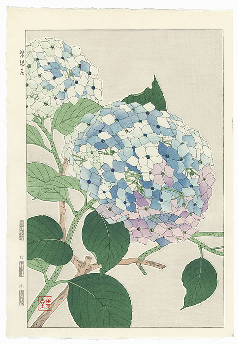 Hydrangea4936殿戦前 Blue Hydrangea' (a post 1945 woodblock print in an ōban tate-e
