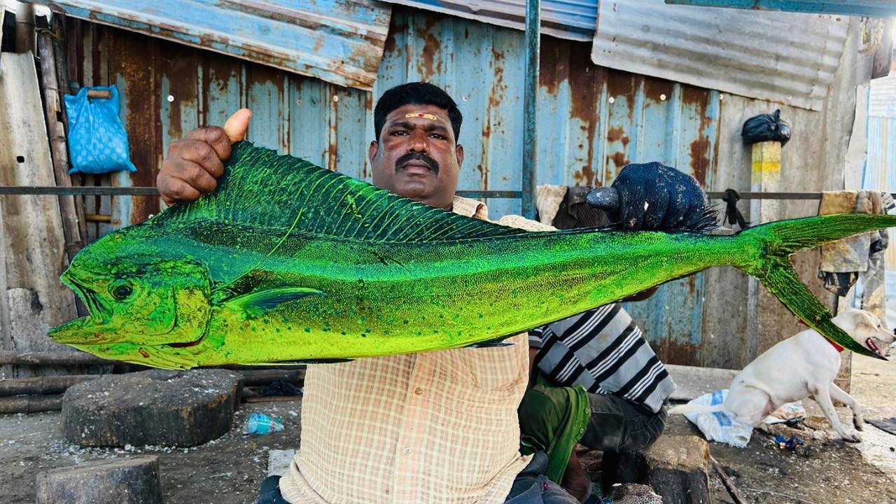 KF - What a colourful mahi mahi😍🔥 KF FISH CUTS | Facebook